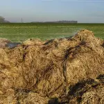 I concimi organi e minerali: le principali differenze